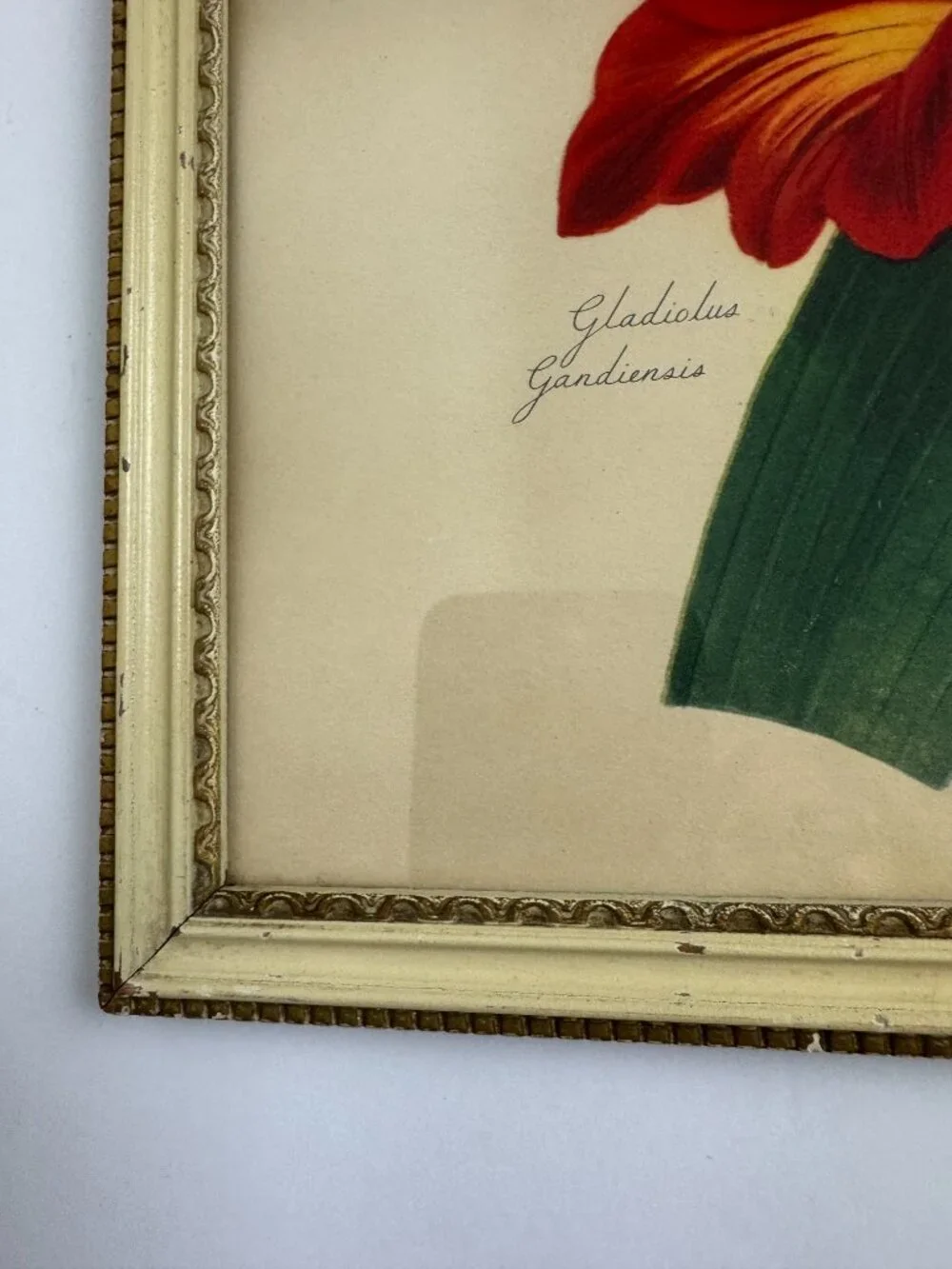 Vintage Joseph Paxton Gladiolus Gandiensis Flower Framed Botanical Watercolour